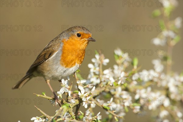 European european robin