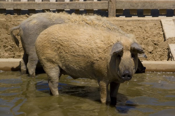 Blond Mangalica Woolly Pig