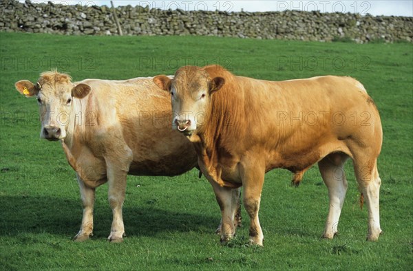 Domestic cattle