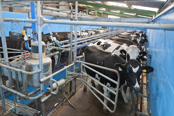 Dairy farming