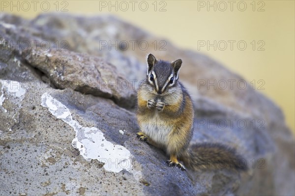 Least Chipmunk