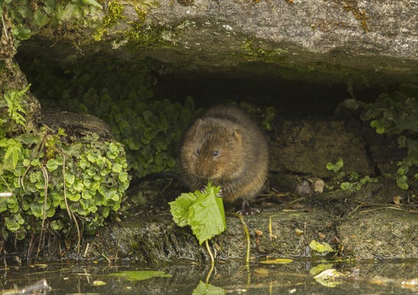 Eastern vole