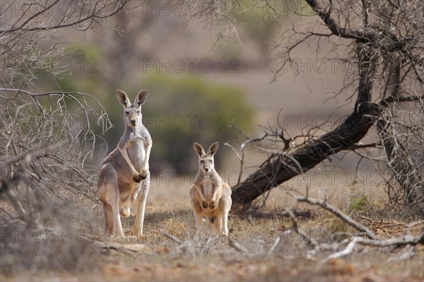 Red kangaroo