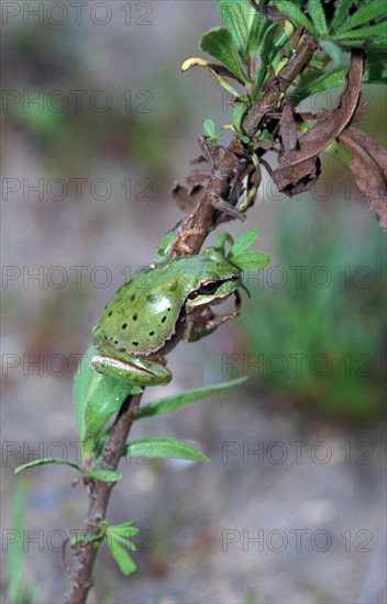 European Tree Frog