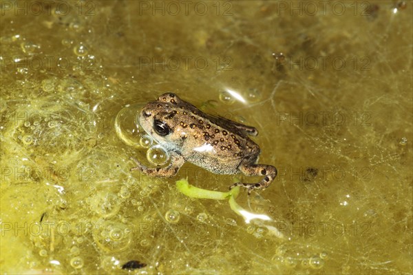 Natterjack Toad