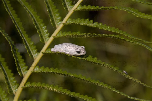 Painted Reed Frog Species Okavango Delta