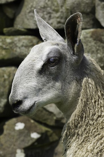 Domestic Sheep