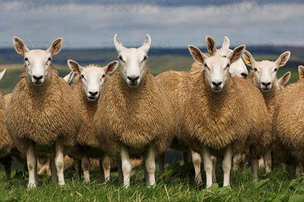 Domestic Sheep