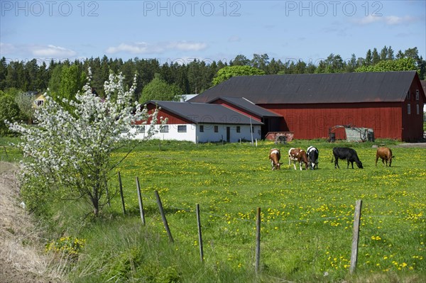 Domestic cattle