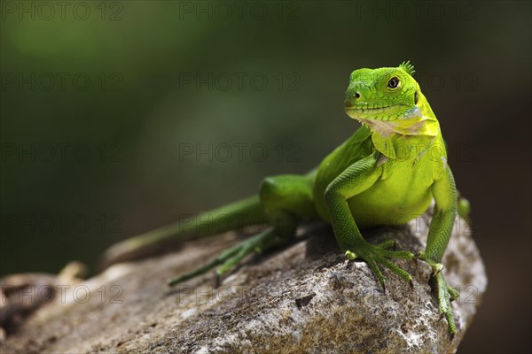 Green iguana