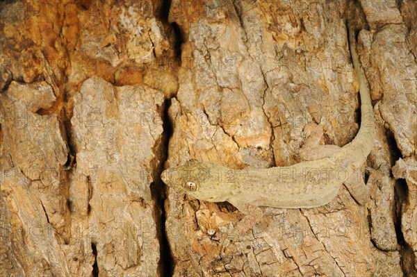 Flat-headed House Gecko