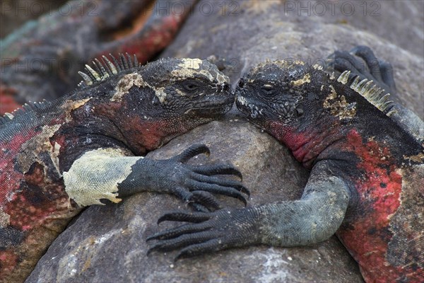 Two Galapagos marine iguanas from Espanola Island