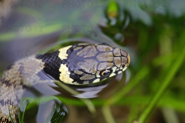 Grass Snake