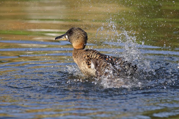 White-backed Duck