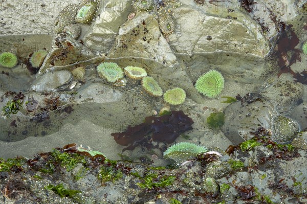 Giant Green Anemone