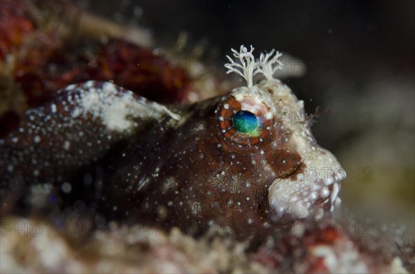 Starry Blenny