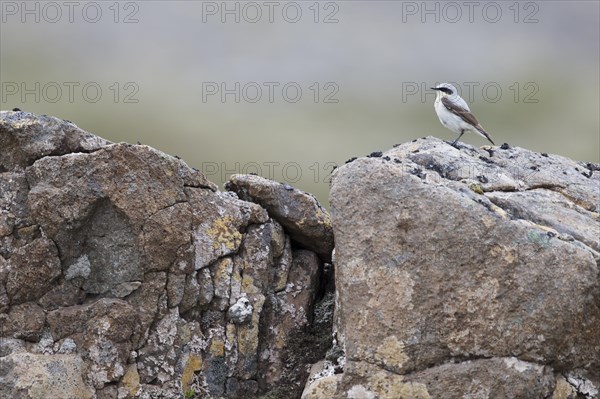 Northern Wheatear