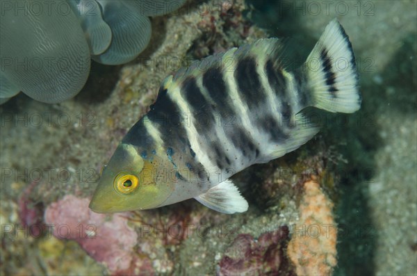 Redbreasted wrasses