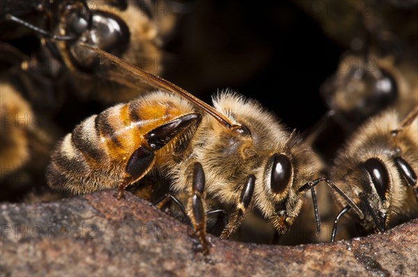 Western Honey Bee