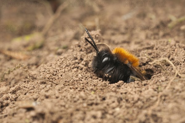 Andrena armata