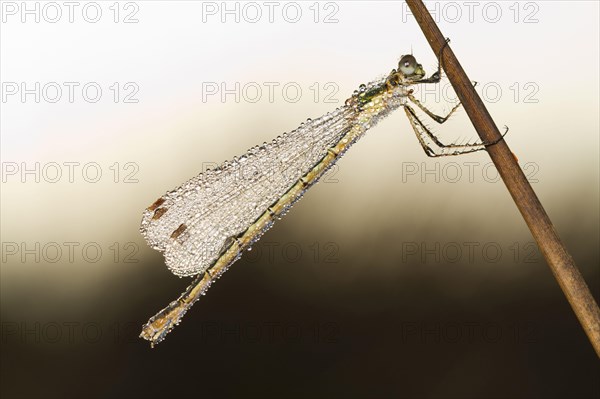 Emerald Damselfly