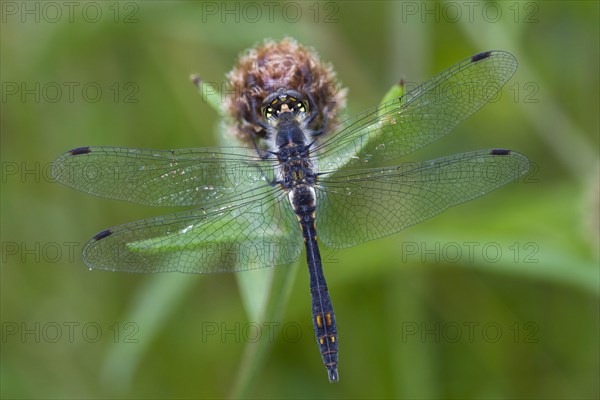 Black Darter