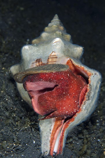 Trapezium ribbon snail