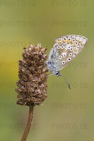 Common Blue