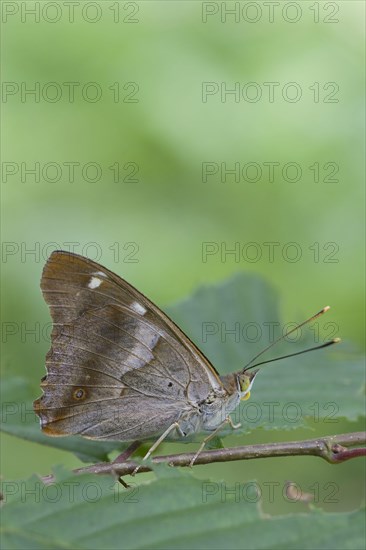 Lesser Purple Emperor