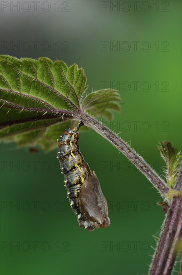 Painted painted lady