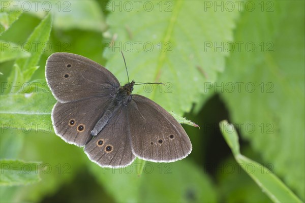 Ringlet