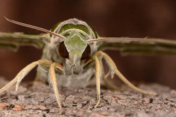 Oleander hawk moth