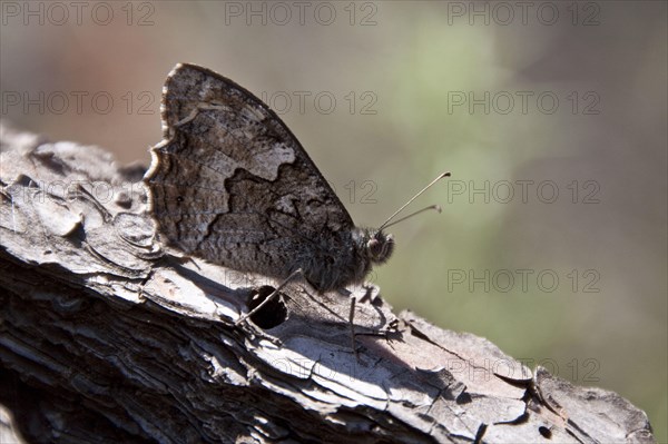 Ochre-banded Velvet Butterfly