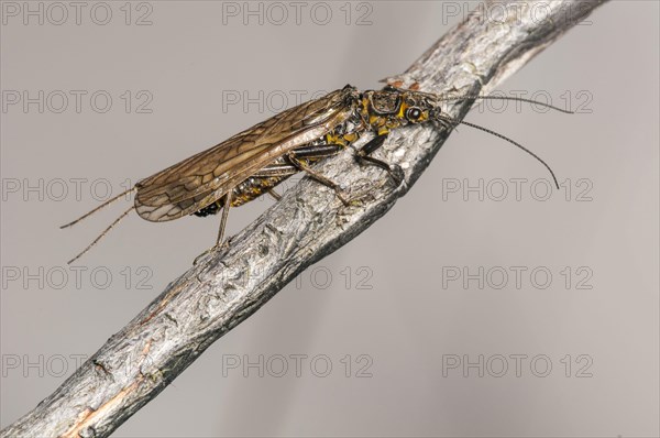 Small-headed shorefly