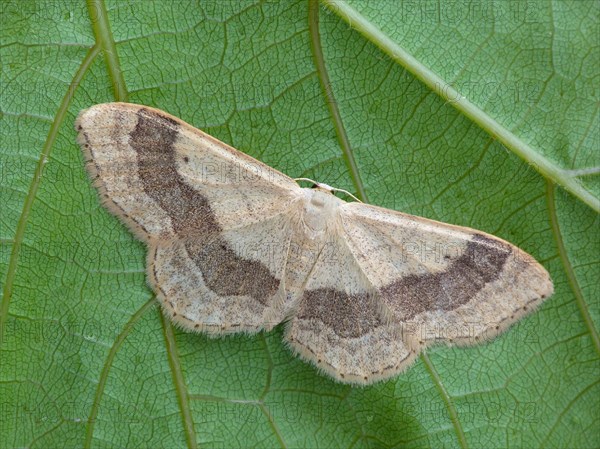 Broad-banded Herbaceous Moth