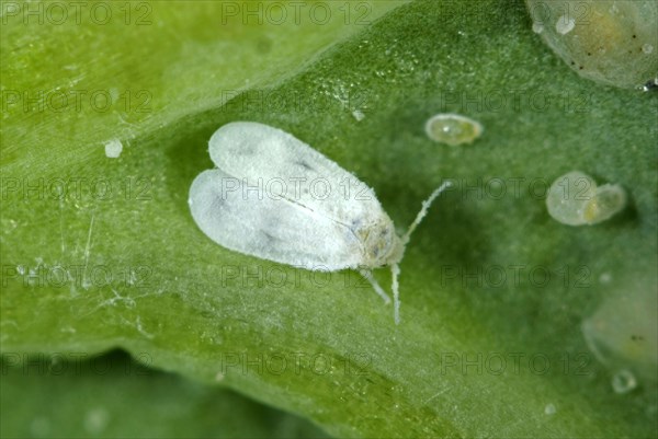 Cabbage moth scale insect