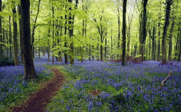 Flowering mass of hyacinthoides non-scripta