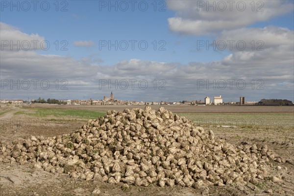 Sugar Beet