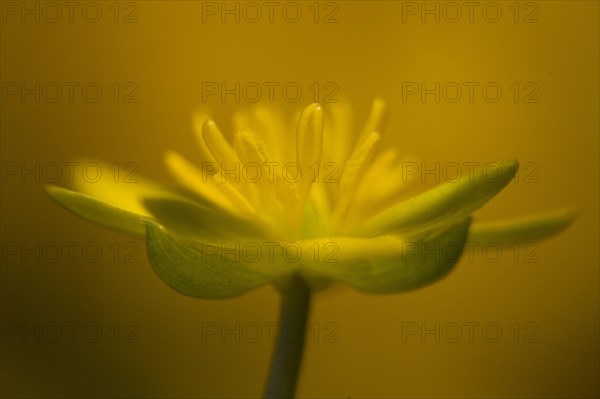 Lesser Celandine