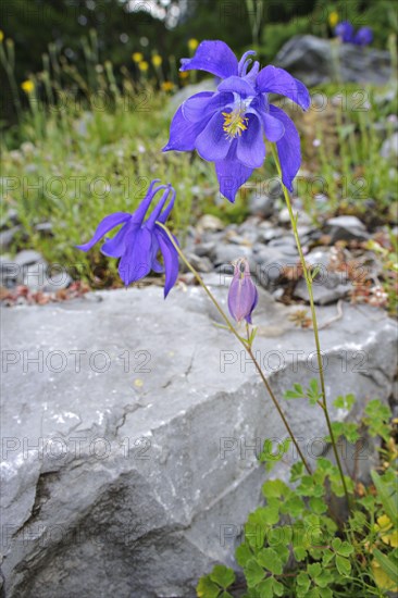 Bertoloni's columbine