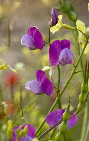 Crimson fava santorinis