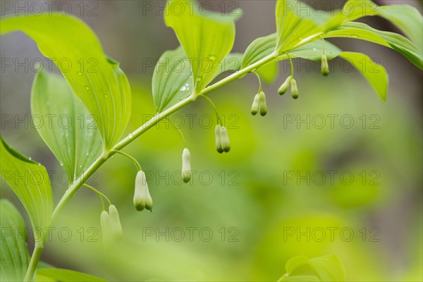 Common Solomon's Seal