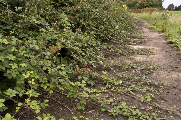 Blackberry runners grow over the footpath