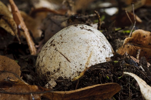 Common common stinkhorn