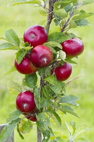 Cultivated apple tree