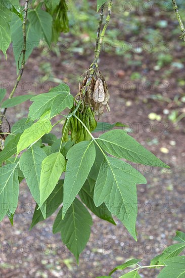 Box Elder