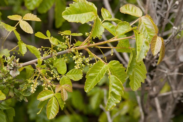 Pacific Poison Oak