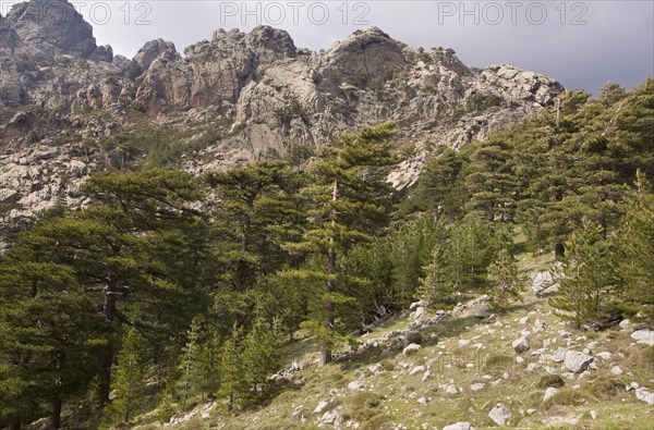 Pinus nigra laricio corsicanus