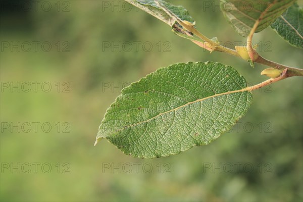 Goat Willow