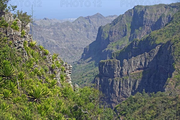 Agave plants on the mountainside inside the volcanic island of Santiago